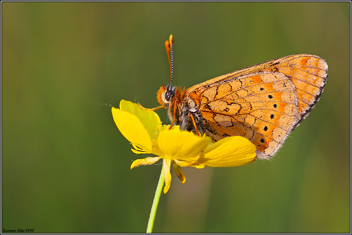 Farfalla da determinare (Euphydryas aurinia )